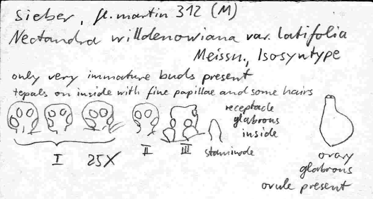 preview Nectandra willdenoviana var. latifolia Meisn.